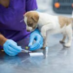 Dog DNA Test: Everything You Need to Know About